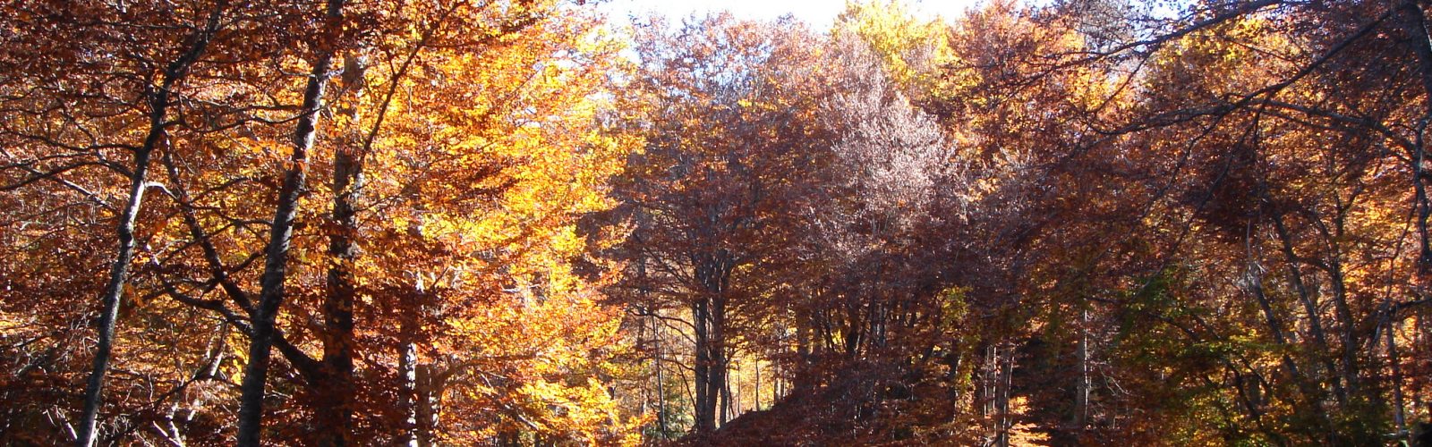 prades-planlarge-sous-bois
