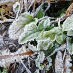 En attendant le printemps...