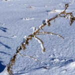 Un "mante" avec des glaçons ?