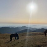Chevaux du Fourcat au petit matin