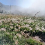 Plumes d'eau aux Bésines