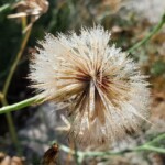 Quelque chose d'un soleil