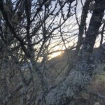 Bois mort sur fond de coucher de soleil