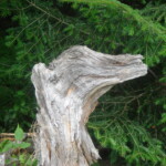 Le Cerbère de Bramafan