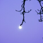 Lampe en bois de lune