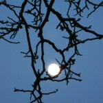 Lune dans le bois