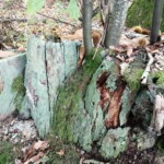 Vêtus de vert pour l'hiver