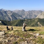 Vieil arbre dominant les Pyrénées