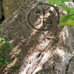 Médaille d'argent : l'ombre sur la fleur de lys